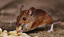 24 Hour & Emergency Exterminators in Melbourne, FL
